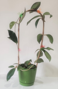 Hoya Nicholsoniae sadzonka 