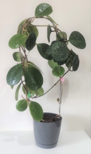 Hoya Obovata Splash