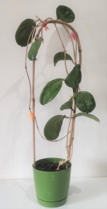 Hoya Michelle (Michele)