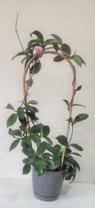 Hoya carnosa (Hoja różowa)