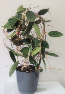 Hoya macrophylla 'Albomarginata'