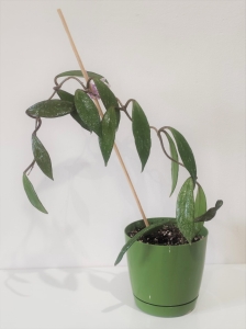 Hoya publicalyx 'Silver Pink'