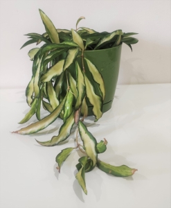 Hoya wayetii 'Tricolor' 