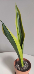 Sansevieria trifasciata 'Lilian True'