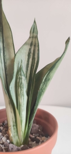 PRZEDSPRZEDAŻ Sansevieria trifasciata 'Moonshine Mutant' (Moonshine Mutant Brazilian)