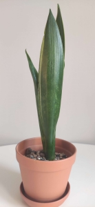 Sansevieria trifasciata 'Black Sword'