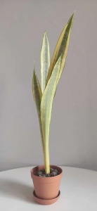 Sansevieria Trifasciata Craigii