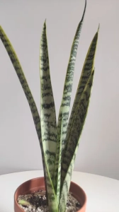 Sansevieria trifasciata 'Herminia'
