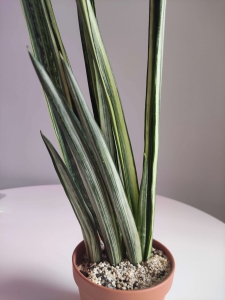 PRZEDSPRZEDAŻ Sansevieria trifasciata Bantel's Sensation
