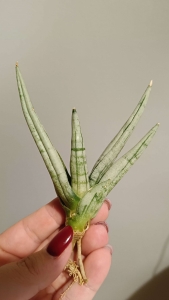 Sansevieria cylindrica var. patula 'Boncel platinum'