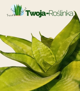 Sansevieria trifasciata 'Hahnii Philippine Gold'