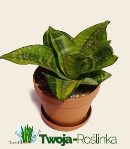 PRZEDSPRZEDAŻ Sansevieria trifasciata Hahnii Philippines