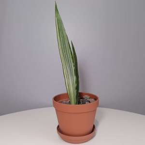 PRZEDSPRZEDAŻ Sansevieria trifasciata Bogor