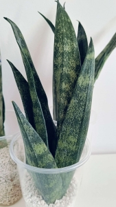 Sansevieria Trifasciata Futura Frozen