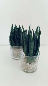 Sansevieria trifasciata Gaster (Hahnii Crested)