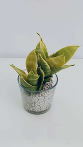 PRZEDSPRZEDAŻ Sansevieria Trifasciata Hahnii Giada (Lime Dwarf)