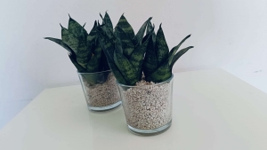 Sansevieria Trifasciata hahnii Frozen