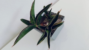 Sansevieria ehrenbergii variegated