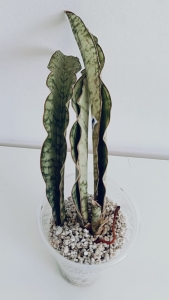 Sansevieria hybrid Pepito Nena