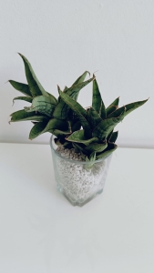 Sansevieria hybrid Silver Beauty