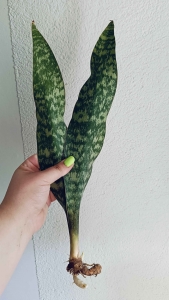Sansevieria aubrytiana roślina kolekcjonerska