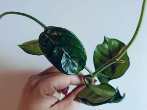 Hoya Villosa Cao Dang Vietnam sadzonka cięta