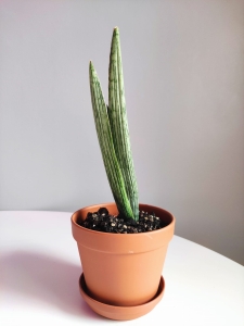 Sansevieria hybrid 'Flajava'