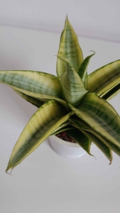 Sansevieria hybrid Gabriella