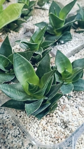 Sansevieria hybrid Green Glow