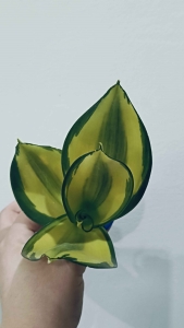 Sansevieria trifasciata 'Jade Dwarf' variegated AUREA