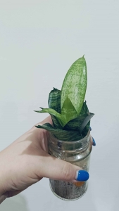 PRZEDSPRZEDAŻ Sansevieria Trifasciata Hahnii Malachite