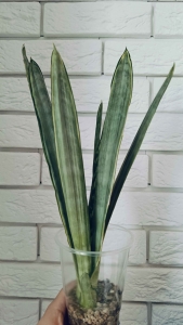 Sansevieria Trifasciata Golden Street