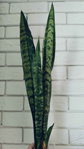 PRZEDSPRZEDAŻ Sansevieria trifasciata Heart Path