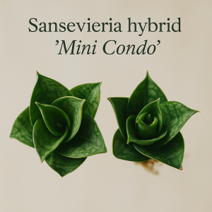 Sansevieria hybrid 'Mini Condo'