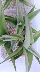 Sansevieria hybrid 'Milano'
