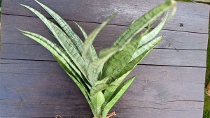 Sansevieria hybrid 'Silver Angel'