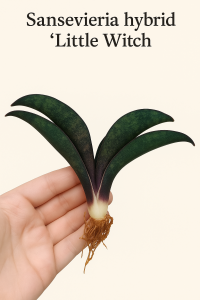 Sansevieria hybrid 'Little Witch'