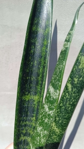 Sansevieria trifasciata 'Laurentii Mein Liebling'