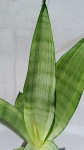PRZEDSPRZEDAŻ Sansevieria trifasciata 'Moonshine Silver Angel'