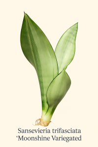 PRZEDSPRZEDAŻ Sansevieria trifasciata 'Moonshine Variegated'