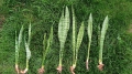 IMG20250731110032.jpg