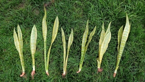 Sansevieria Trifasciata Rhein Gold