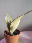PRZEDSPRZEDAŻ Sansevieria trifasciata Moonshine Splash
