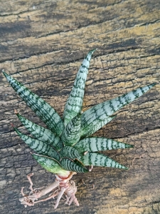 Sansevieria hybrid 'Winter Love'