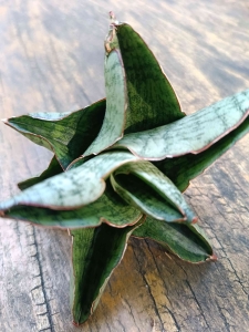Sansevieria hybrid 'Andromeda'