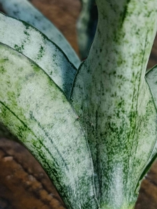 Sansevieria hybrid 'Fonfha'