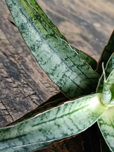 Sansevieria hybrid 'Sweet Celery Variegated' 
