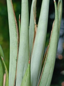 PRZEDSPRZEDAŻ Sansevieria hybrid 'Stormy Silver'