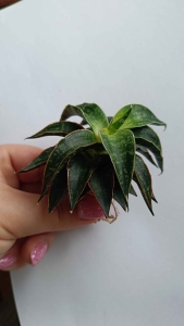 PRZEDSPRZEDAŻ Sansevieria hybrid 'Ursula'