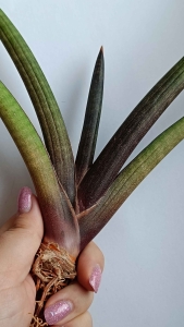 Sansevieria hybrid 'Pinkcell'